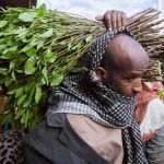 Qaar ka mid ah dadkii qaadka ku cunijiray deegaannada Puntalnd oo joojiyay