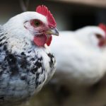 Shiinaha waxaa lagu arkay qof qaba cudur dhif ah oo lagu magacaabo H10N3