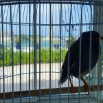 Shimbir laga soo badbaadiyay Afqaanistan lagu hayo Magaalada Abu Dhabi.