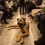 Eyga caanka ah ee internetka qabsaday iyo hab dhaqankiisa oo aad loola yaabay.