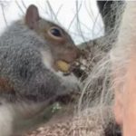 Dabagaal dalka UK ku dhaawacay dad gaaraya 18 qof.