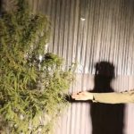 Booliska Soomaaliya Oo Gacanta Ku Dhigay Guri Ku Yaalla Muqdisho Oo Lagu Beeray Xashiish