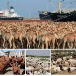 Maxaa ka jira in dhoofinta Xoolaha Soomaaliya loo xiray Shirkad Ajanabi ah?